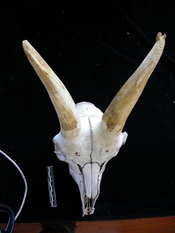 Media type: image;   Mammalogy 17393